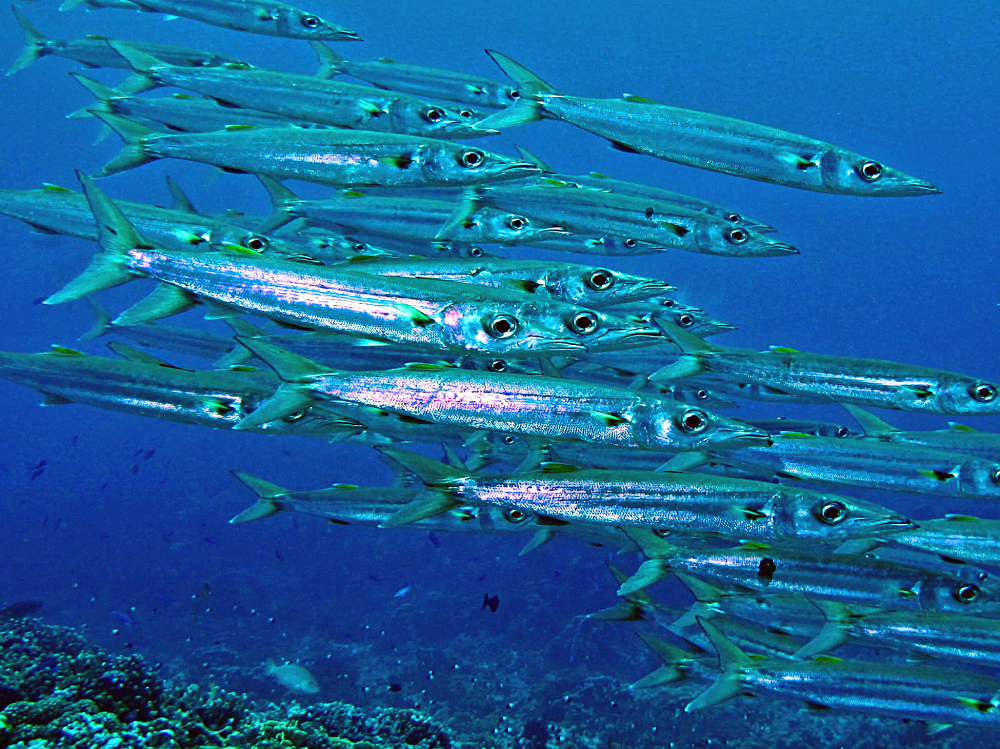 a group of Sphyraena helleri swimming in the sea a group of Sphyraena helleri swimming in the sea